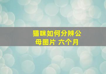 猫咪如何分辨公母图片 六个月